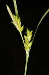 Eastern narrowleaf sedge